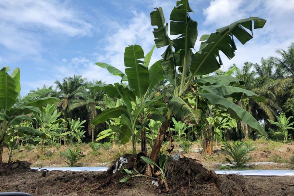 1634181765-Forletnews com-gubernur-riau-bersama-petani-kuansi